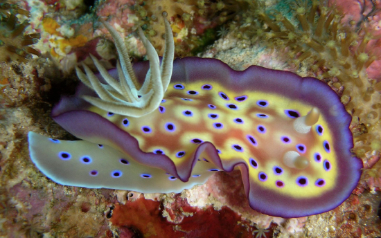  Goniobranchus kuniei (Sea Slug)